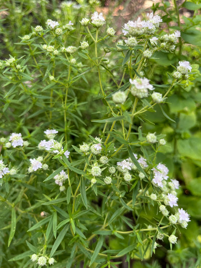Virginia Mountain Mint (Pycnanthemum virginianum)