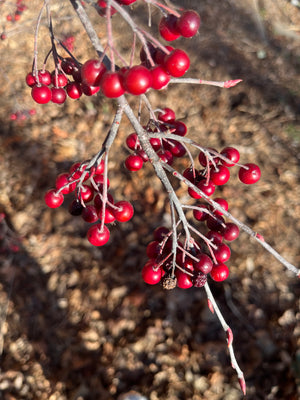 Red Chokeberry (Aronia arbutifolia) — 1 Gallon