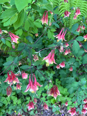 Dry Shade Garden (9 Plants)