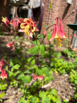 Eastern Columbine (Aquilegia canadensis)