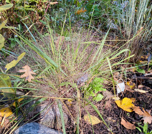 Purple Love Grass (Eragrostis spectabilis)