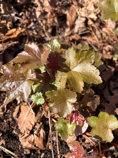 American Alumroot (Heuchera americana)