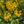 Golden Ragwort (Packera aurea)