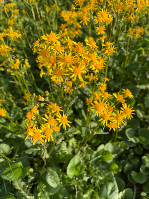 Golden Ragwort (Packera aurea)