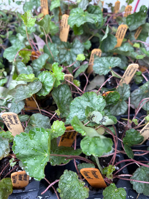 American Alumroot (Heuchera americana)