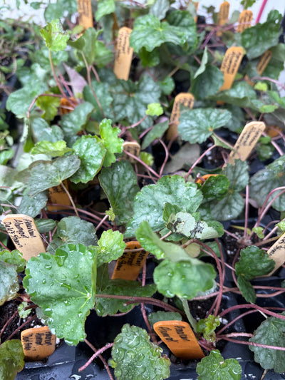 American Alumroot (Heuchera americana)