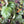 American Alumroot (Heuchera americana)