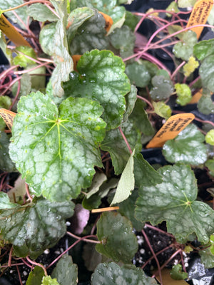 American Alumroot (Heuchera americana)