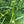 Gray's Sedge (Carex grayi)