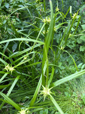 Gray's Sedge (Carex grayi)