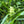 Gray's Sedge (Carex grayi)