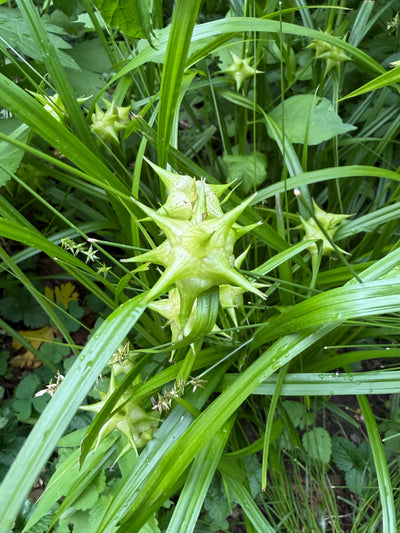 Gray's Sedge (Carex grayi)
