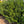 Inkberry Holly (Ilex glabra) — 1 Gallon