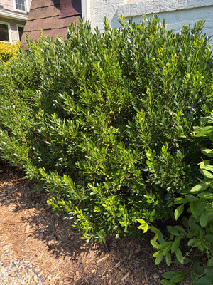 Inkberry Holly (Ilex glabra) — 1 Gallon
