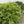 Virginia Sweetspire (Itea virginica) — 1 Gallon