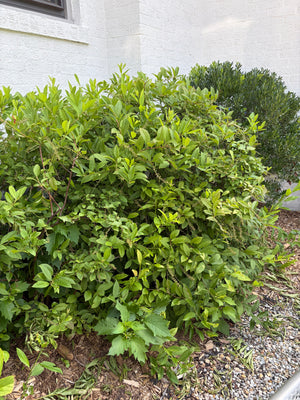 Virginia Sweetspire (Itea virginica) — 1 Gallon