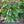 Sweet Pepperbush (Clethra alnifolia) — 1 Gallon