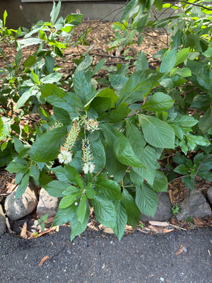 Sweet Pepperbush (Clethra alnifolia) — 1 Gallon