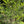 Red Chokeberry (Aronia arbutifolia) — 1 Gallon