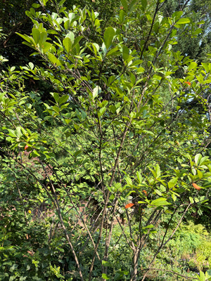 Red Chokeberry (Aronia arbutifolia) — 1 Gallon