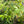 Red Chokeberry (Aronia arbutifolia) — 1 Gallon