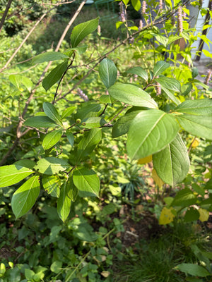 Red Chokeberry (Aronia arbutifolia) — 1 Gallon