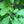 Spicebush (Lindera benzoin) — 1 Gallon