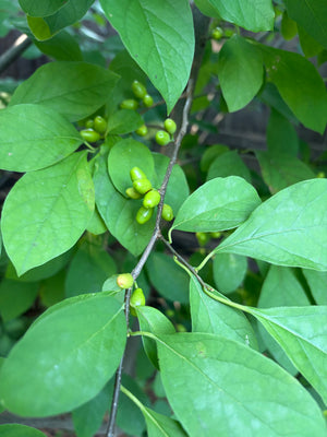 Spicebush (Lindera benzoin) — 1 Gallon