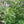 Sweet Pepperbush (Clethra alnifolia) — 1 Gallon