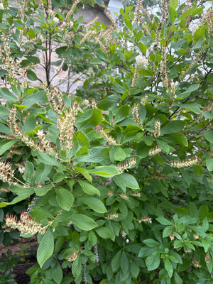 Sweet Pepperbush (Clethra alnifolia) — 1 Gallon