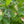 Sweet Pepperbush (Clethra alnifolia) — 1 Gallon