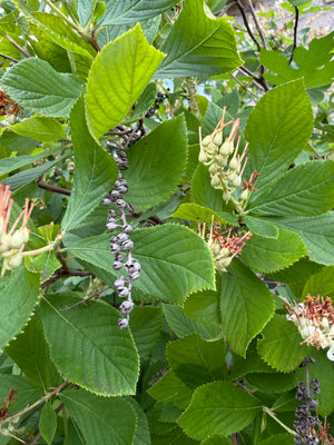 Sweet Pepperbush (Clethra alnifolia) — 1 Gallon