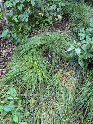 Pretty Sedge (Carex woodii)