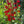 Cardinal Flower (Lobelia cardinalis)
