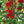 Cardinal Flower (Lobelia cardinalis)