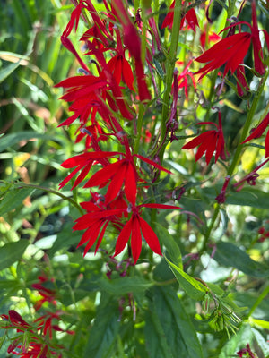 Cardinal Flower (Lobelia cardinalis)