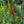 Cardinal Flower (Lobelia cardinalis)