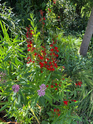Cardinal Flower (Lobelia cardinalis)