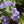 Blue Mistflower (Conoclinium coelestinum)
