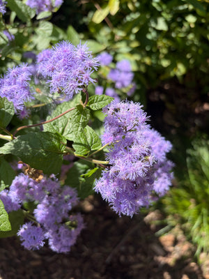 Blue Mistflower (Conoclinium coelestinum)