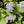 Blue Mistflower (Conoclinium coelestinum)