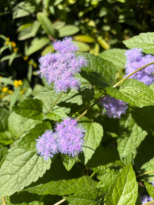 Blue Mistflower (Conoclinium coelestinum)