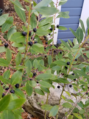Inkberry Holly (Ilex glabra) — 1 Gallon