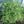 Native Shrub Border Kit