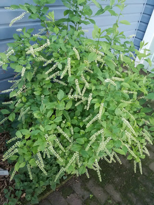 Native Shrub Border Kit