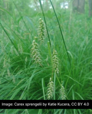 Long-Beaked Sedge (Carex sprengelii)