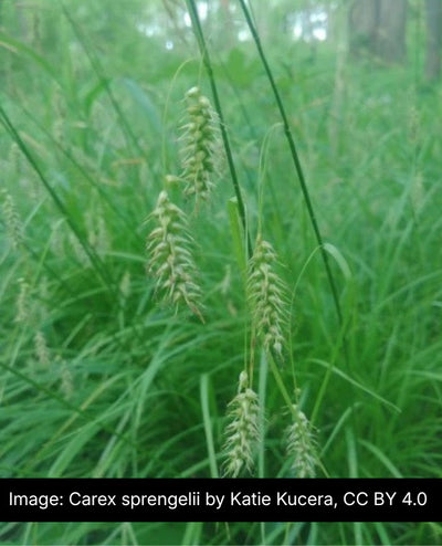 Long-Beaked Sedge (Carex sprengelii)
