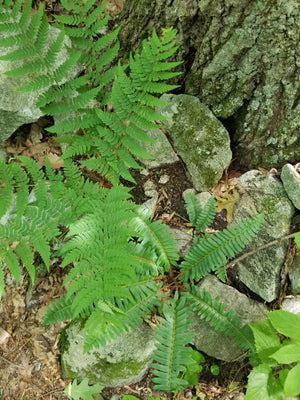 Dry Shade Garden (9 Plants)