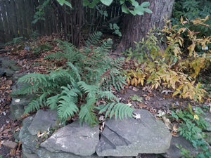 Marginal Wood Fern (Dryopteris marginalis)