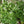 Native Shrub Border Kit